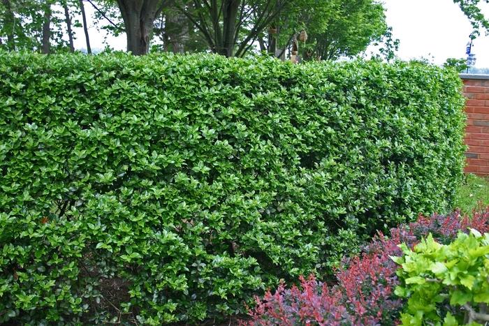 Ilex meservae Blue Boy