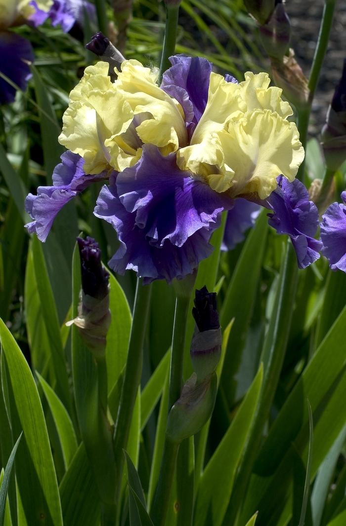 Iris 
