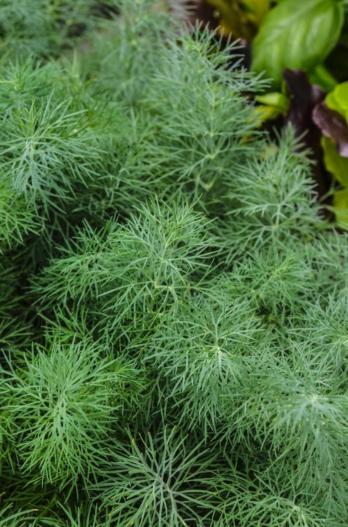 Anethum graveolens Fernleaf