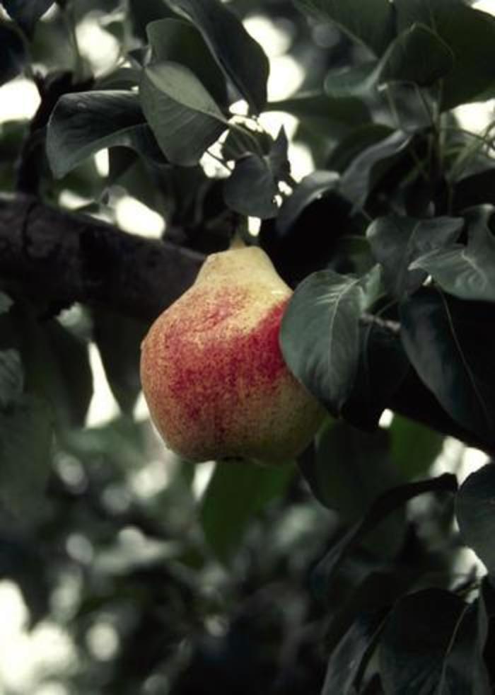 Pyrus Summercrisp Fruit 