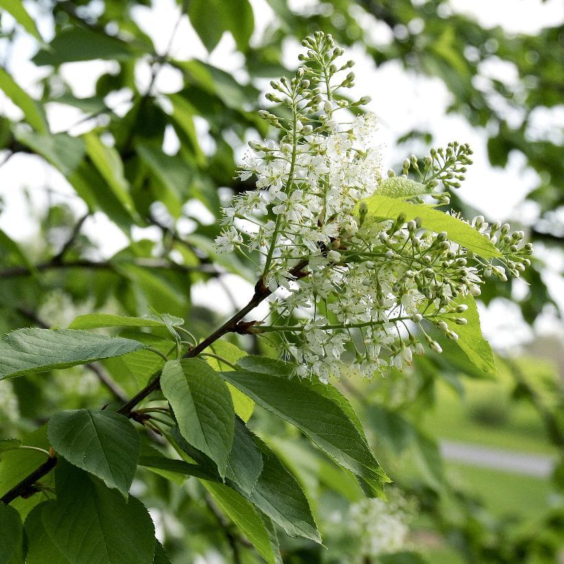 Prunus Virginiana - Common Chokecherry from Scotts Garden Centre