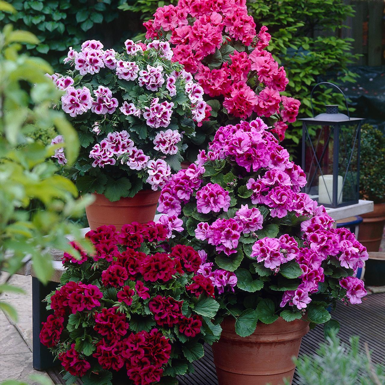 Pelargonium Grandiflorum - Regal Geranium from Scotts Garden Centre