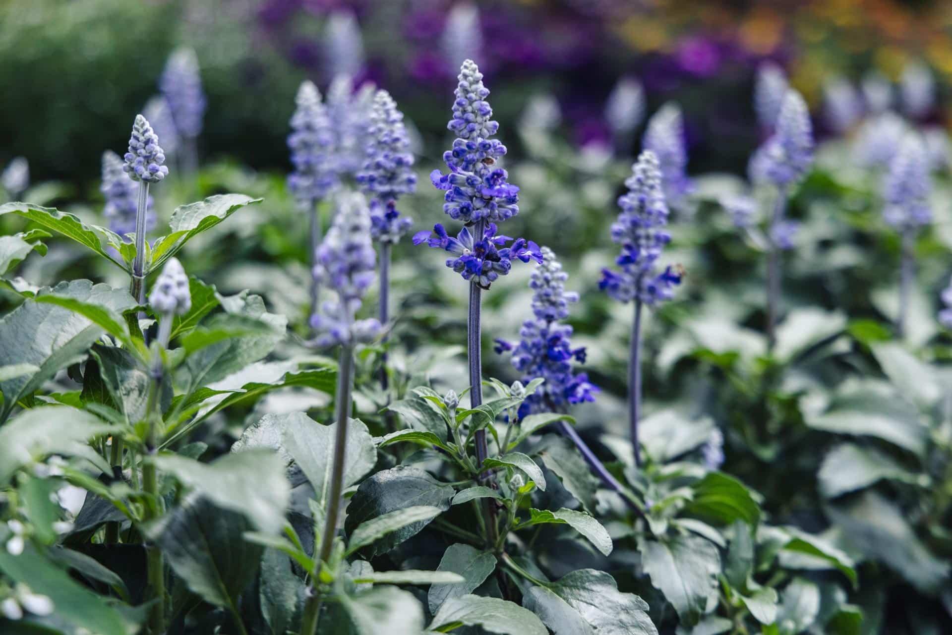 Salvia - Blue from Scotts Garden Centre