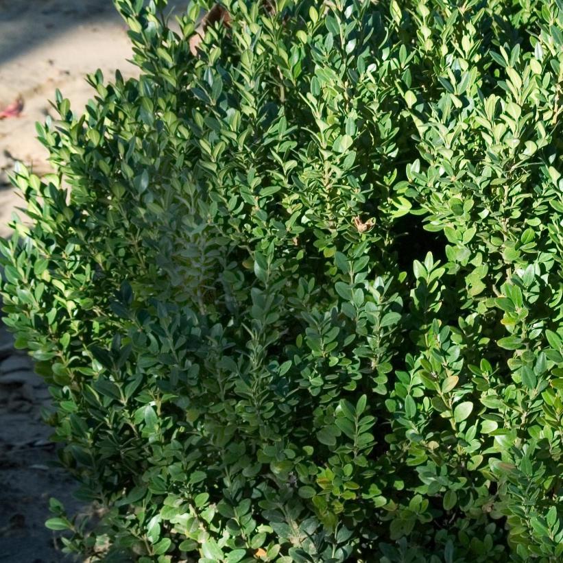 Buxus 'Green Mountain' - Boxwood from Scotts Garden Centre