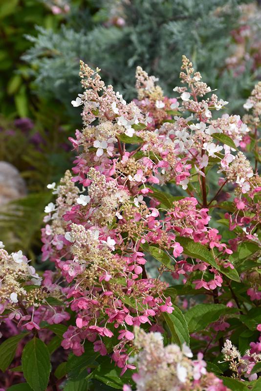 Hydrangea Paniulata 'Dvppinky' - Pinky Winky Standard from Scotts Garden Centre