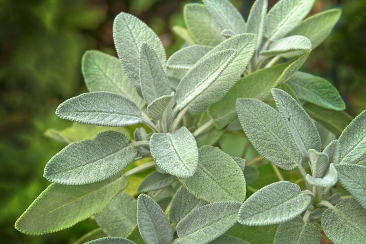 Salvia Officinalis - Sage from Scotts Garden Centre