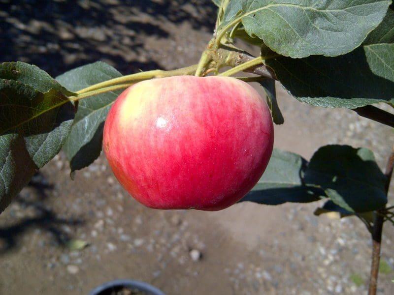Malus Apple - Parkland from Scotts Garden Centre