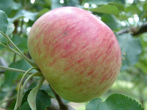 Malus Apple - Wolf River from Scotts Garden Centre