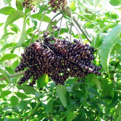 Elderberry - Assorted from Scotts Garden Centre