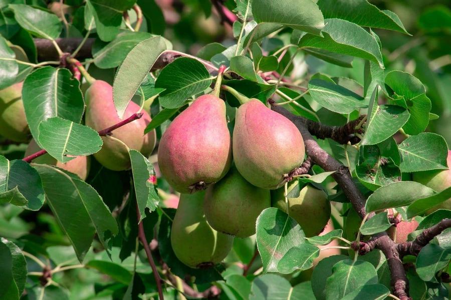 Pear - Flemish Beauty from Scotts Garden Centre