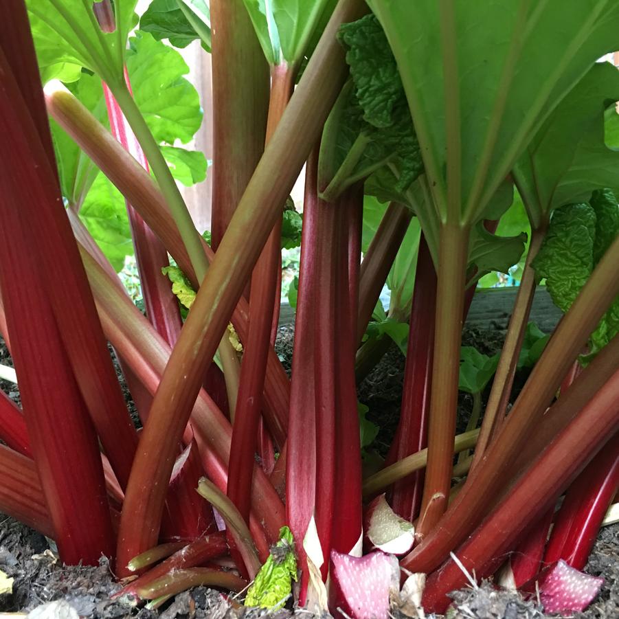 Rhubarb - Assorted from Scotts Garden Centre
