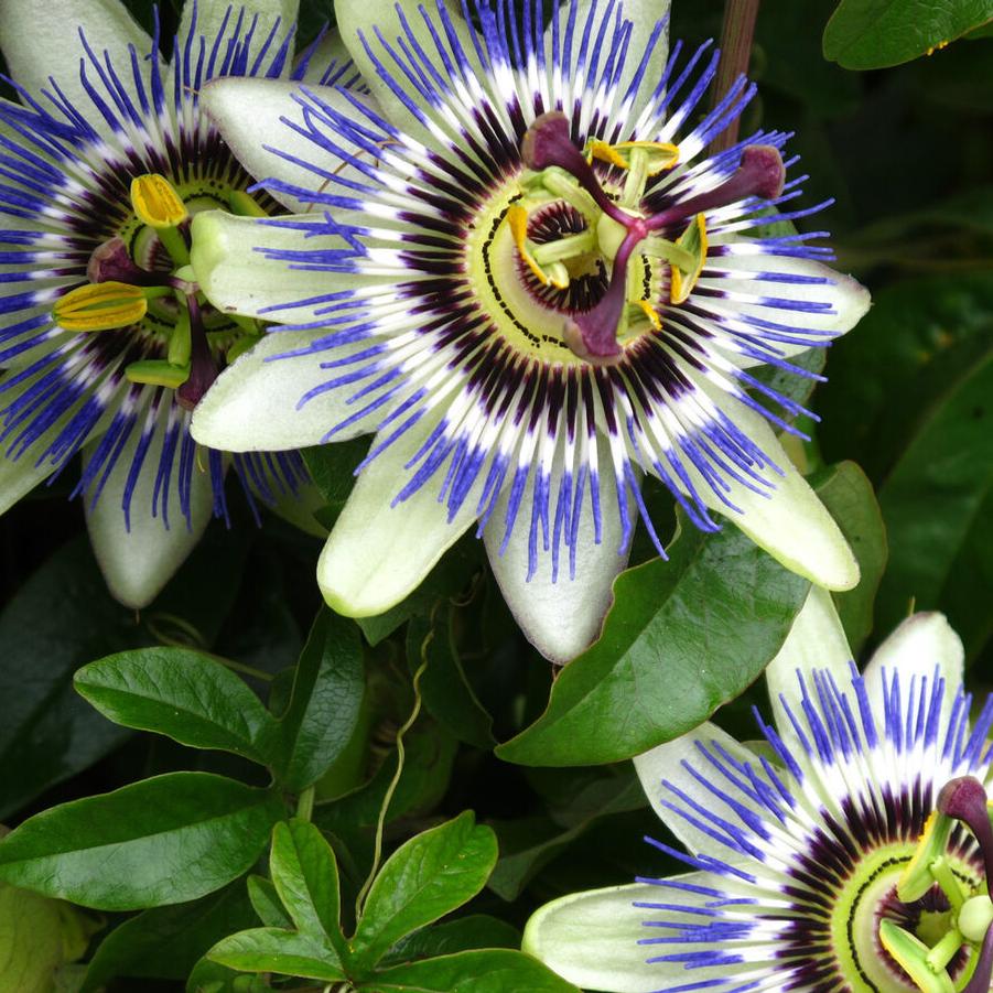 Passiflora Caerulea - Passion Flower from Scotts Garden Centre