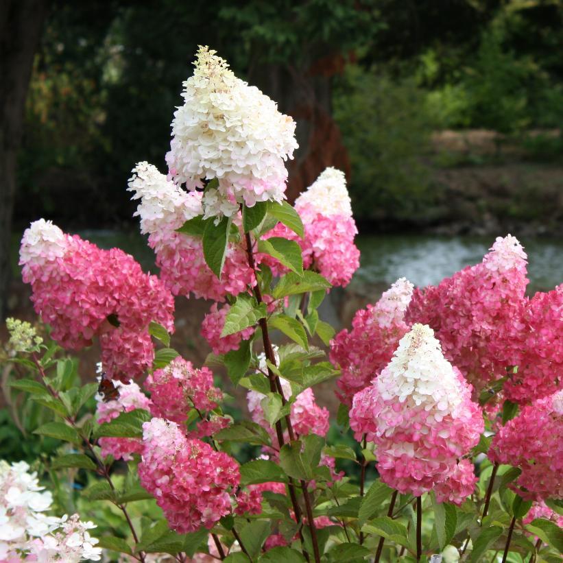 Hydrangea Paniculata Vanilla Strawberry