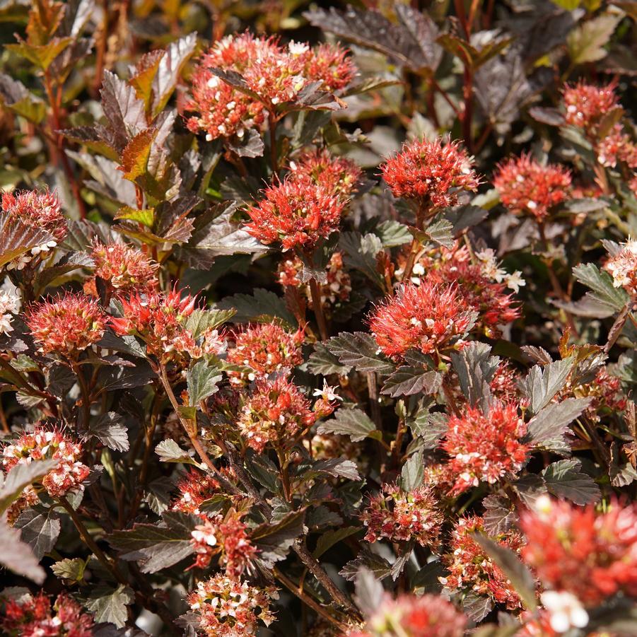 Physocarpus Opufolius 'Tiny Wine' - Ninebark from Scotts Garden Centre