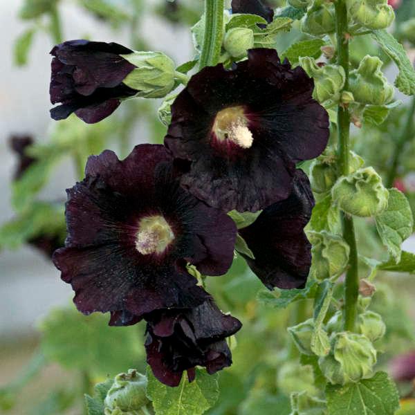 Alcea Rosea 'Black Knight' - Hollyhock from Scotts Garden Centre