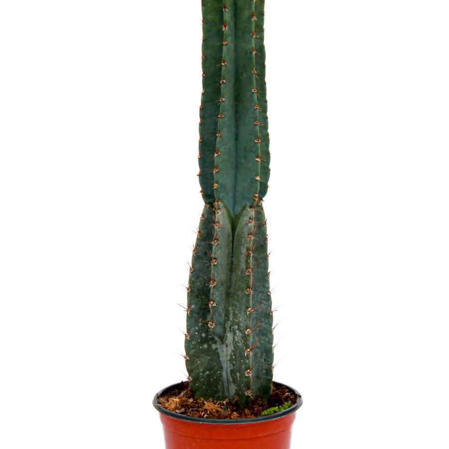 Cactus Peruvianus - from Scotts Garden Centre