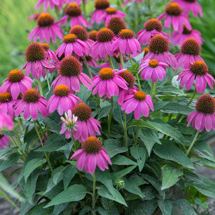 Echinacea Purpurea 'Pow Wow Wildberry' - Coneflower from Scotts Garden Centre