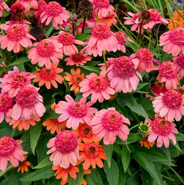 Echinacea 'Rainbow Sherbet' - Coneflower from Scotts Garden Centre