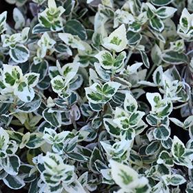 Euonymus Fortunei 'Dan's Delight' - from Scotts Garden Centre
