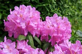 Rhododendron MinnetToka - from Scotts Garden Centre