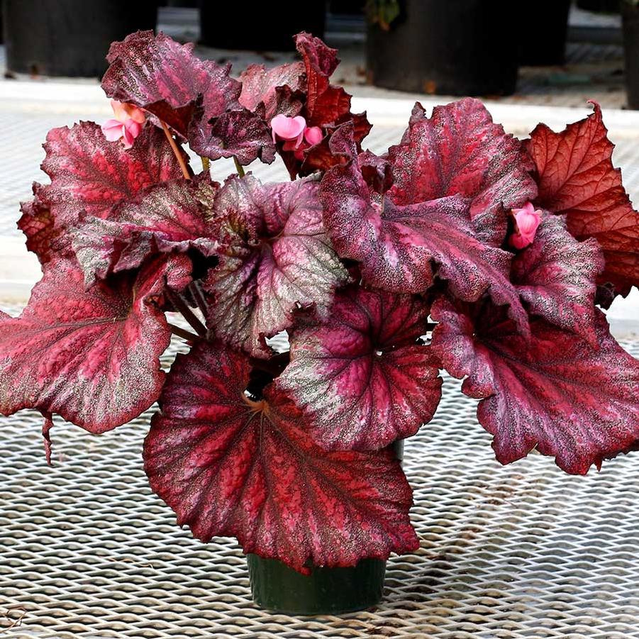 BEGONIA REX - from Scotts Garden Centre