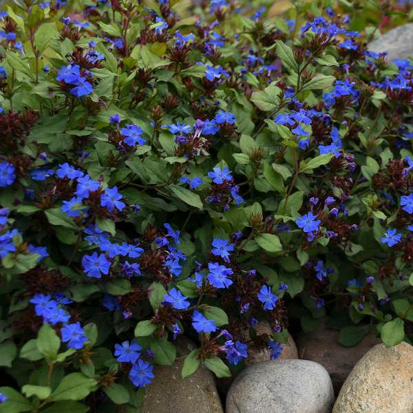 Ceratosigma Plumbaginoides - Leadwort from Scotts Garden Centre