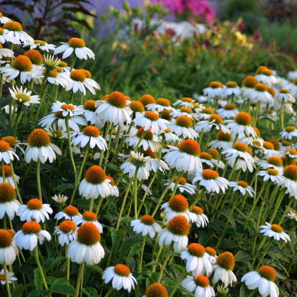 Echinacea Pow Wow - Coneflower from Scotts Garden Centre