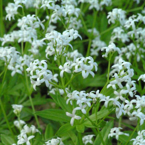 Galium Odoratum - Sweet Woodruff from Scotts Garden Centre