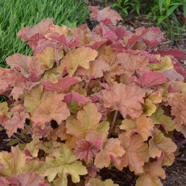 Heuchera Caramel - Coral bells from Scotts Garden Centre
