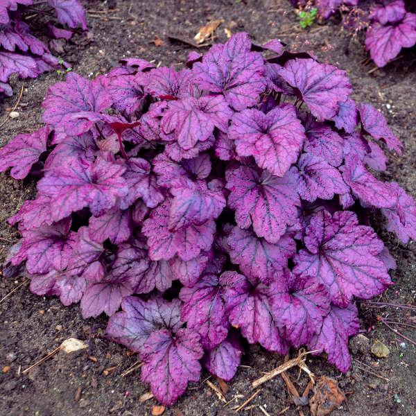 Heuchera Electric Plum - Coral bells from Scotts Garden Centre