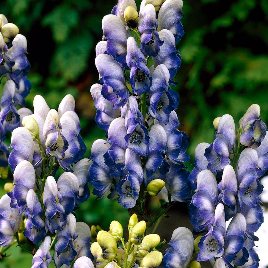 Aconitum x Cammarum 'Bicolour' - Monkhood from Scotts Garden Centre