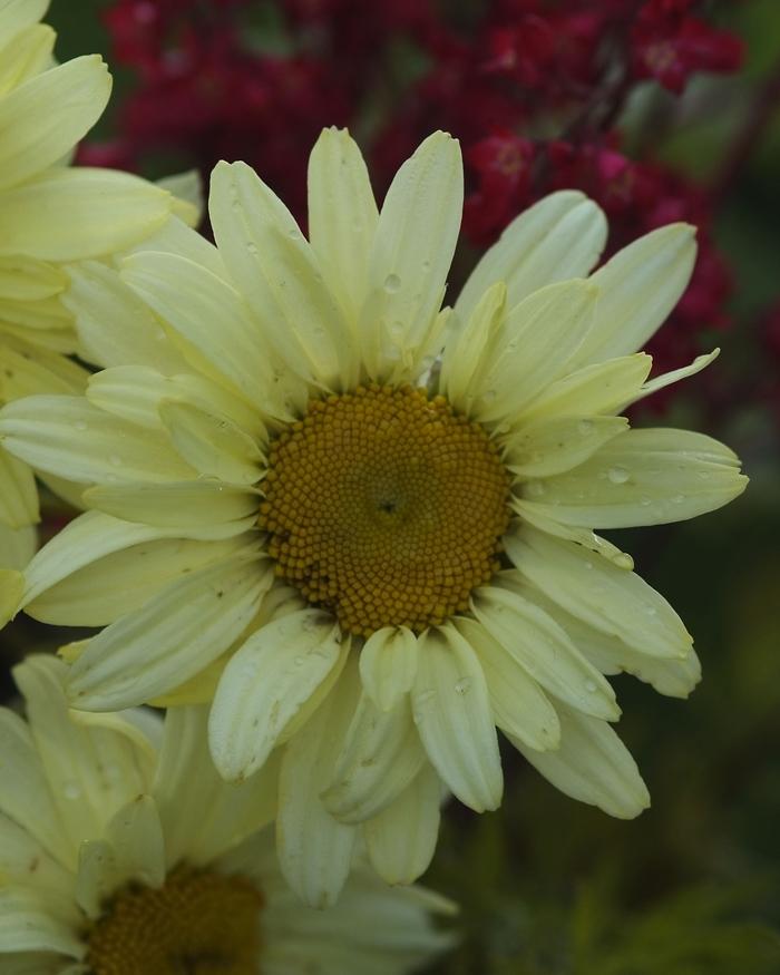 Leucanthemum superbum Sonnenschein