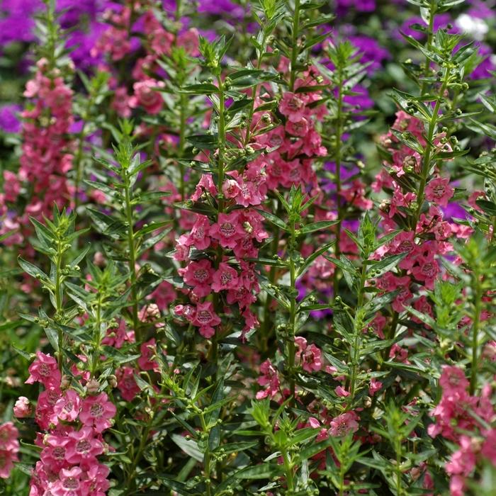 Angelonia angustifolia Angelface™ Pink