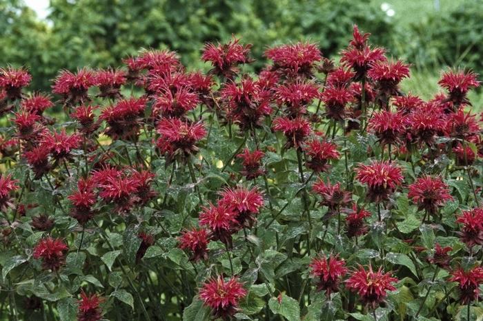 Monarda Raspberry Wine