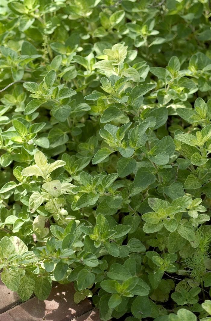 Origanum Berts Beauty