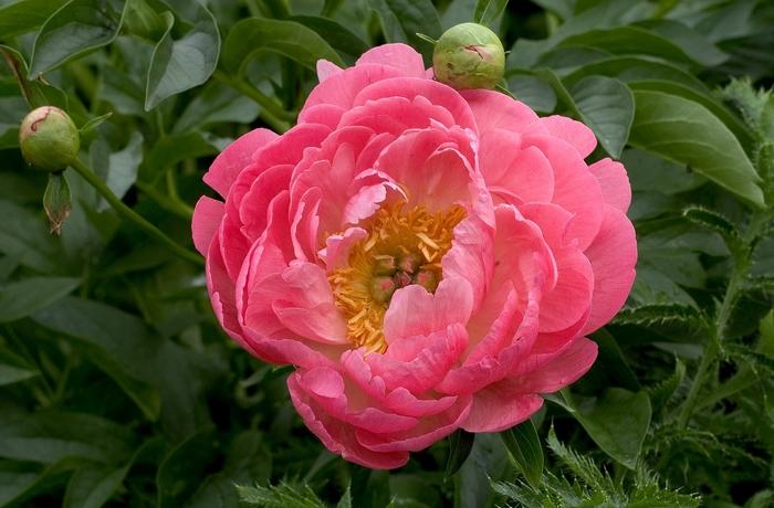 Paeonia Coral Sunset