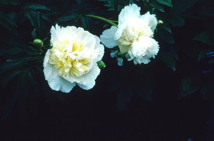 Paeonia lactiflora Honey Gold