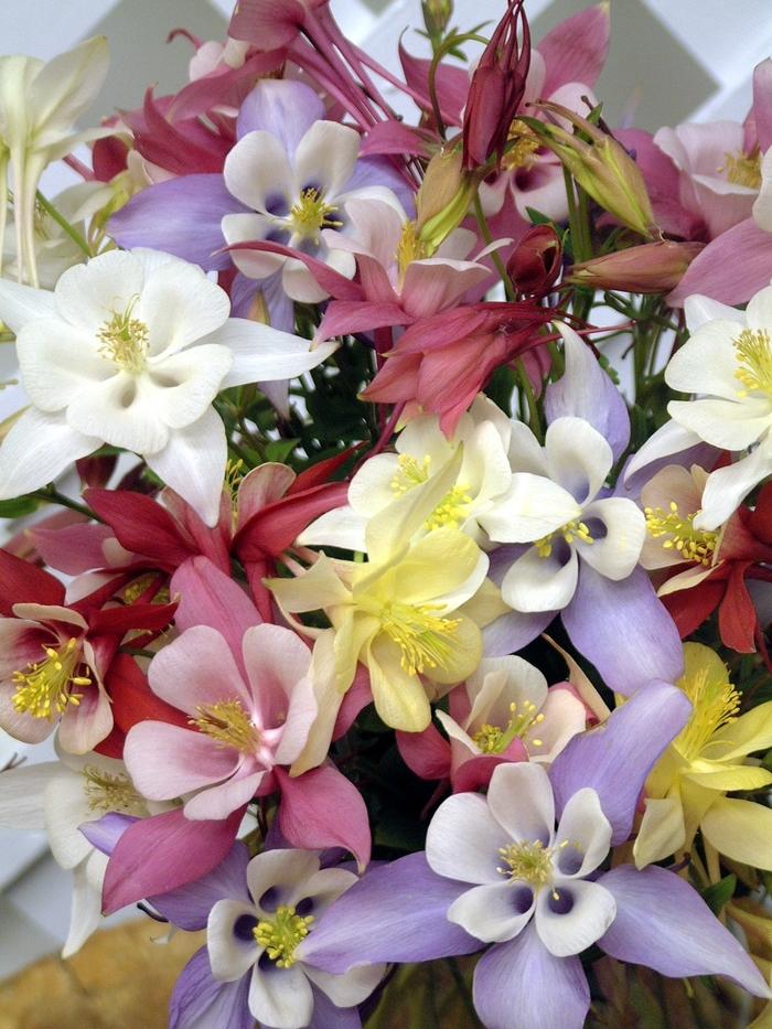 Aquilegia x hybrida Origami Mix