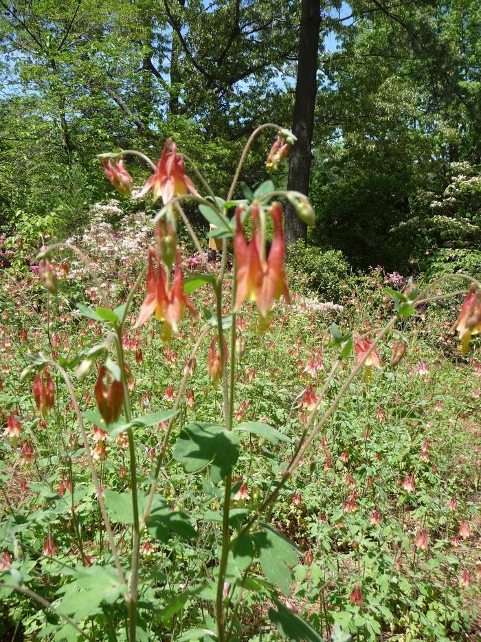 Aquilegia canadensis 