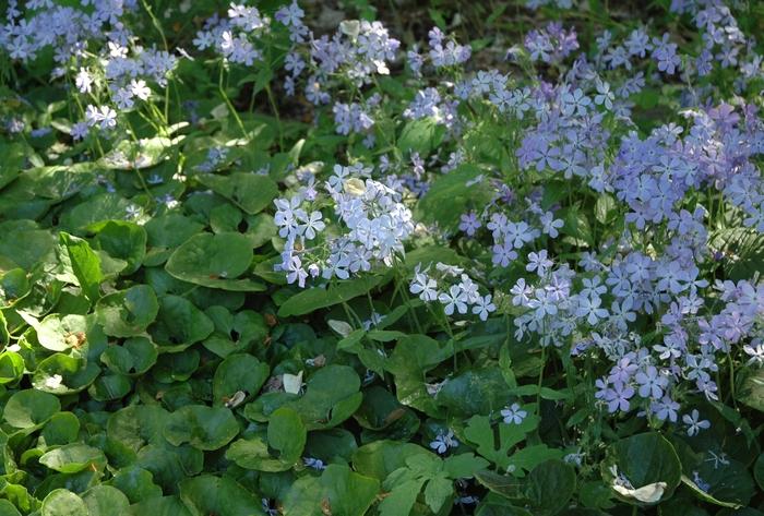 Phlox divaricata 