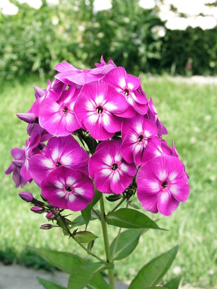 Phlox paniculata Laura
