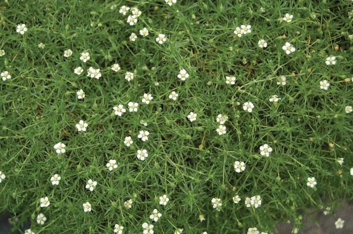 Arenaria verna 