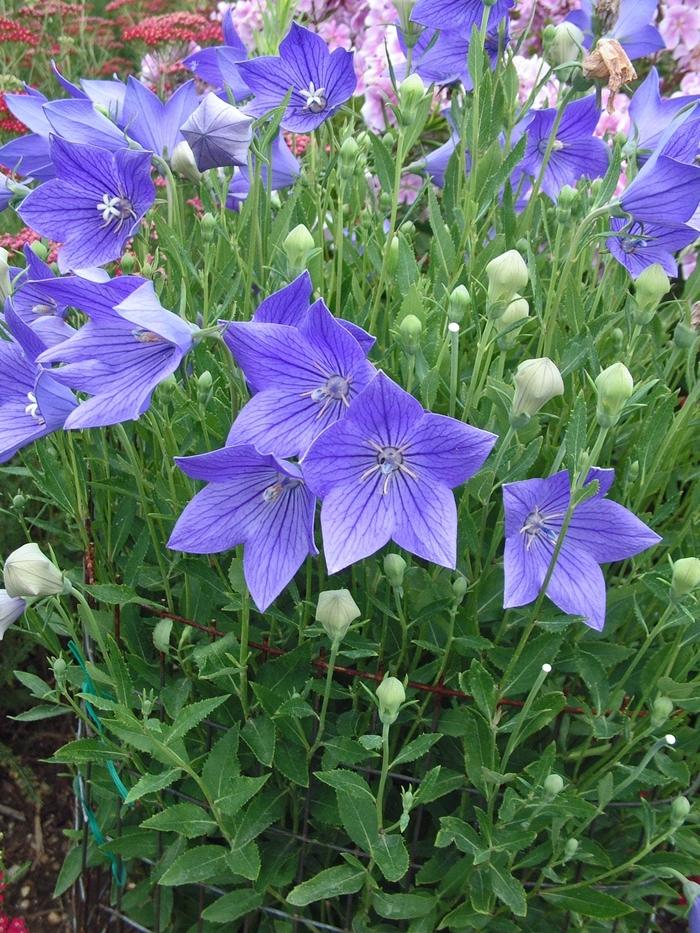 Platycodon grandiflorus 'Fuji Blue' Balloon Flower from Scotts Garden