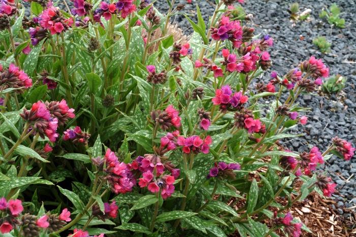 Pulmonaria Raspberry Splash