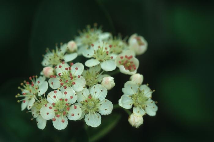 Aronia melanocarpa 