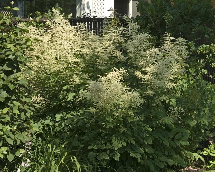 Aruncus dioicus 