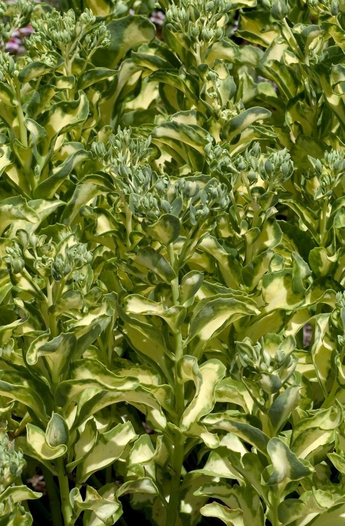 Sedum erythrostictum Mediovariegatum