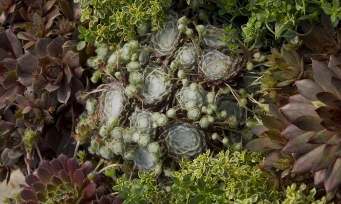 Sempervivum Hardy Series Mixed
