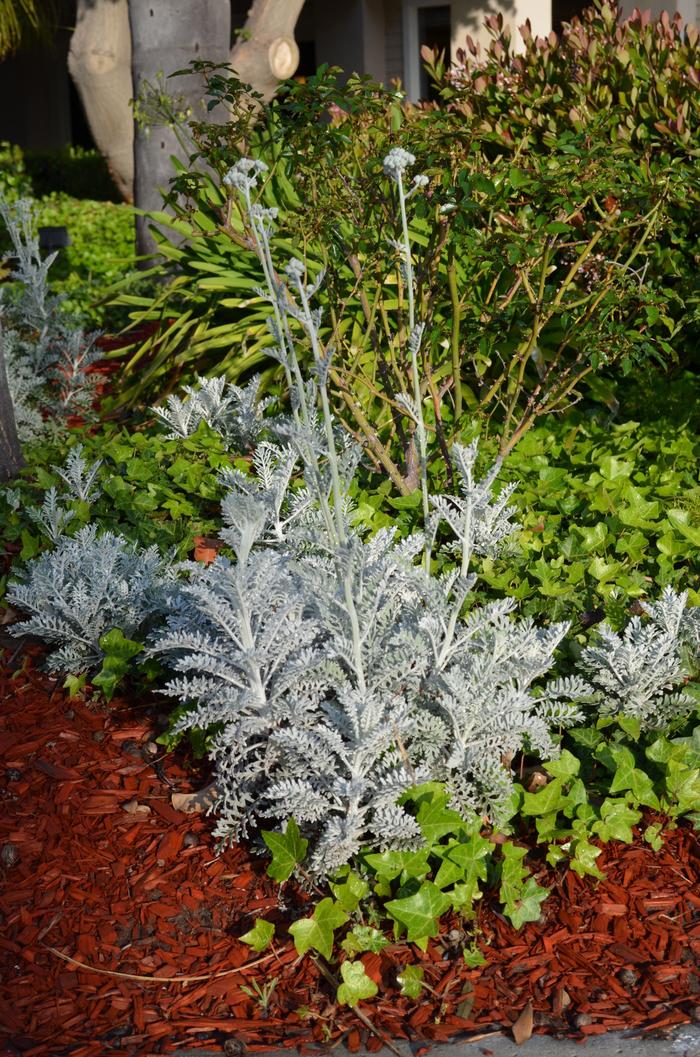 Senecio cineraria 