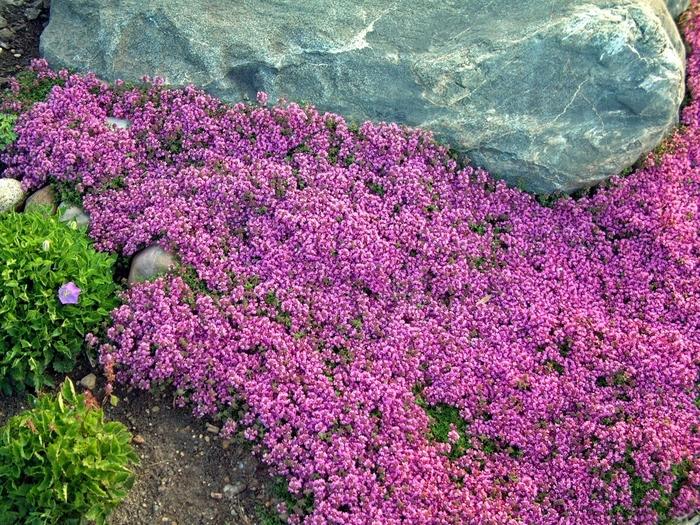 Thymus praecox 'Coccineus' Red Creeping Thyme from Scotts Garden Centre